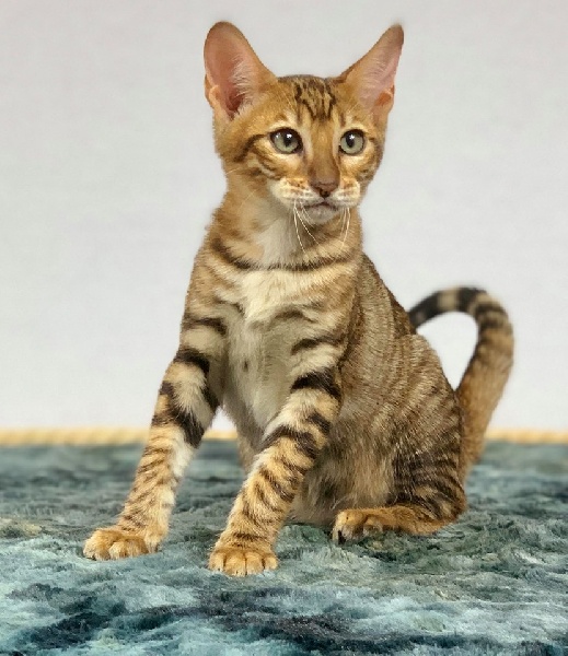 chaton Toyger Des Coons Bellille