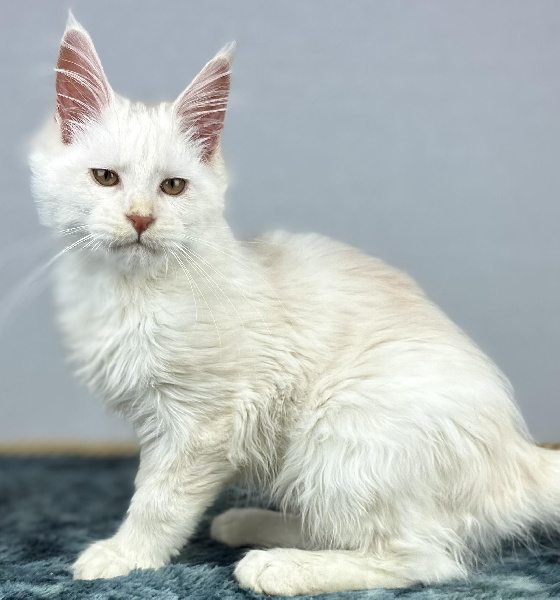 chaton Maine Coon Des Coons Bellille