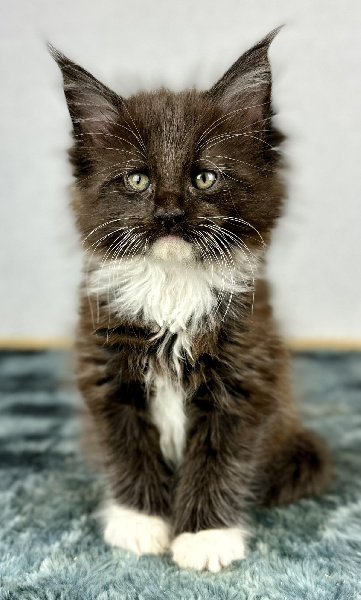 chaton Maine Coon Des Coons Bellille