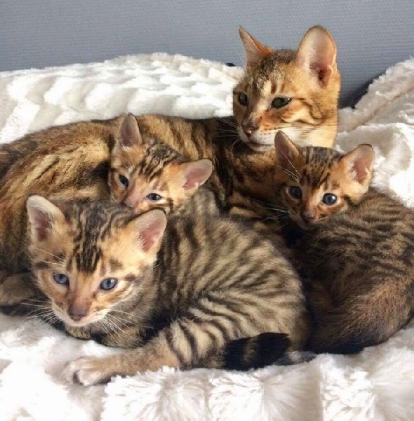 chaton Toyger Des Coons Bellille