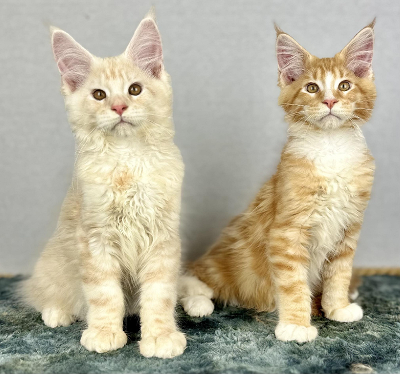 chaton Maine Coon Des Coons Bellille