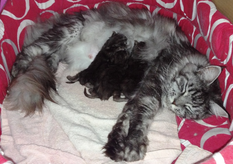 chaton Maine Coon Des Coons Bellille