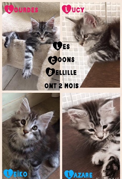 Des Coons Bellille - Maine Coon - Portée née le 21/04/2015