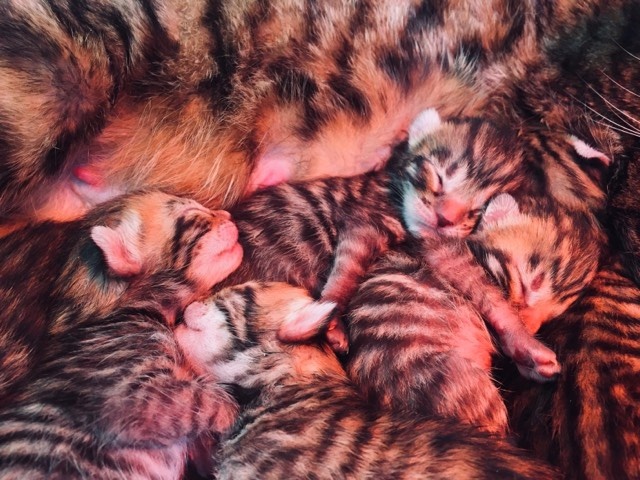 chaton Toyger Des Coons Bellille