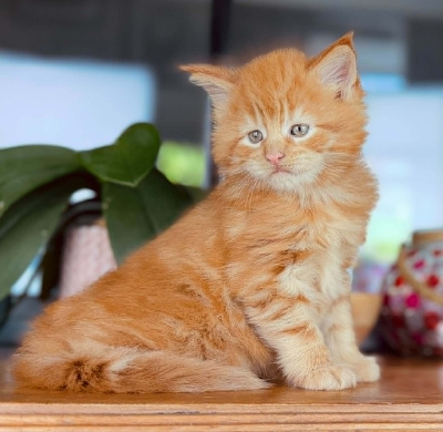 Brioche des coons Bellille - Maine Coon