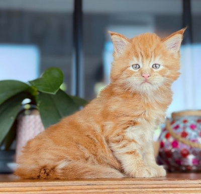 Brioche des coons Bellille - Maine Coon