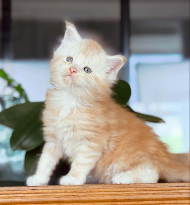 Biscuit des coons Bellille - Maine Coon