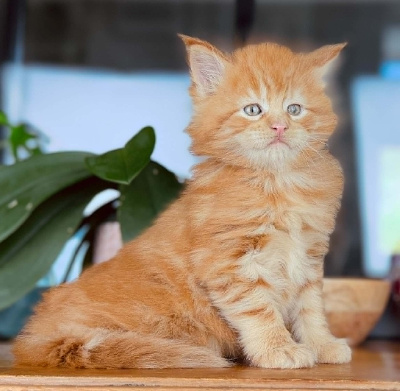 Brioche des coons Bellille - Maine Coon