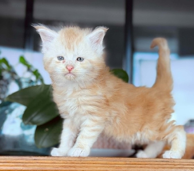 Biscuit des coons Bellille - Maine Coon