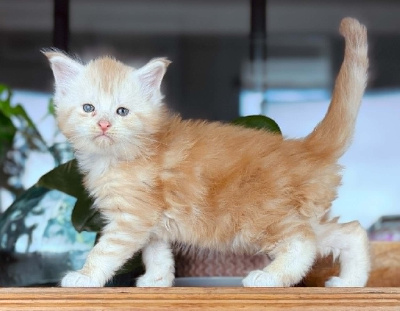 Des Coons Bellille - Chaton disponible  - Maine Coon