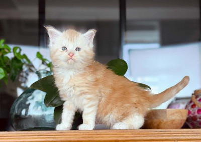 Biscuit des coons Bellille - Maine Coon