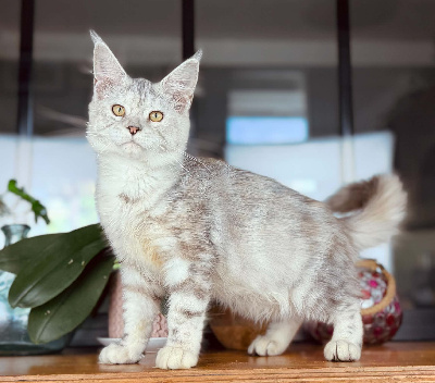 Des Coons Bellille - Chaton disponible  - Maine Coon