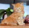 2 chatons maine coons LOOF disponibles au 10 décembre 2026 Maine Coon