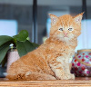 2 chatons maine coons LOOF disponibles au 10 décembre 2026 Maine Coon