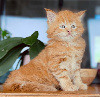2 chatons maine coons LOOF disponibles au 10 décembre 2026 Maine Coon