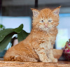2 chatons maine coons LOOF disponibles au 10 décembre 2026 Maine Coon