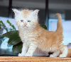 2 chatons maine coons LOOF disponibles au 10 décembre 2026 Maine Coon