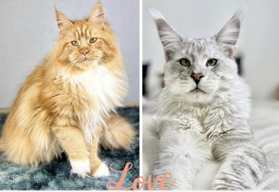 Maine Coon - 2 chatons maine coons LOOF disponibles au 10 d�cembre 2026 - Des Coons Bellille