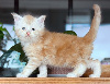2 chatons maine coons LOOF disponibles au 10 décembre 2026 Maine Coon