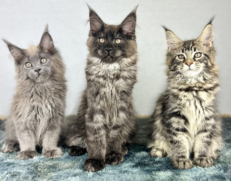 chaton Maine Coon Des Coons Bellille
