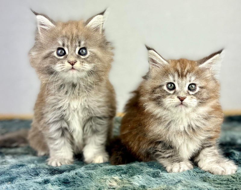 chaton Maine Coon Des Coons Bellille