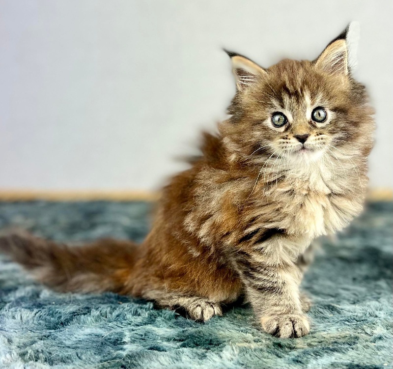 chaton Maine Coon Des Coons Bellille