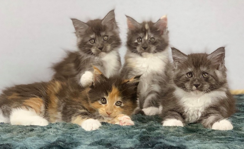 chaton Maine Coon Des Coons Bellille