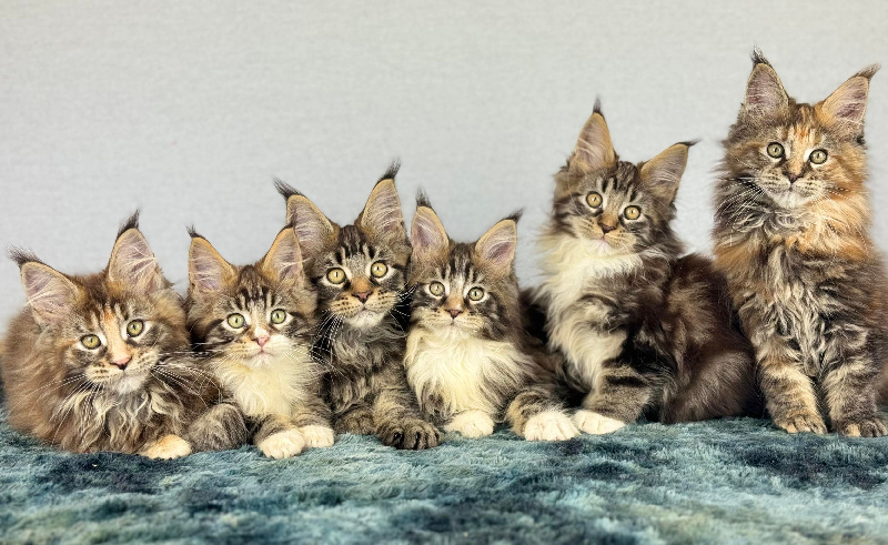 chaton Maine Coon Des Coons Bellille