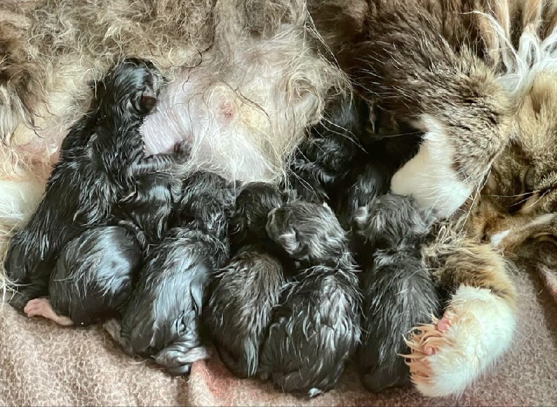 chaton Maine Coon Des Coons Bellille