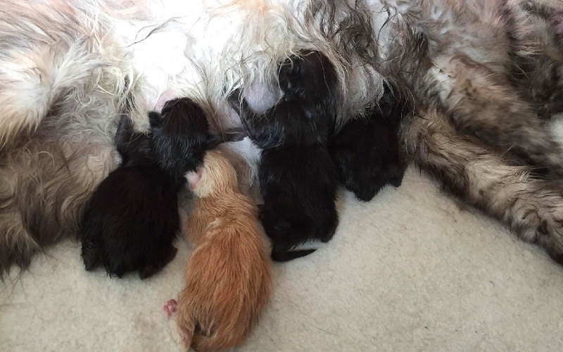 chaton Maine Coon Des Coons Bellille