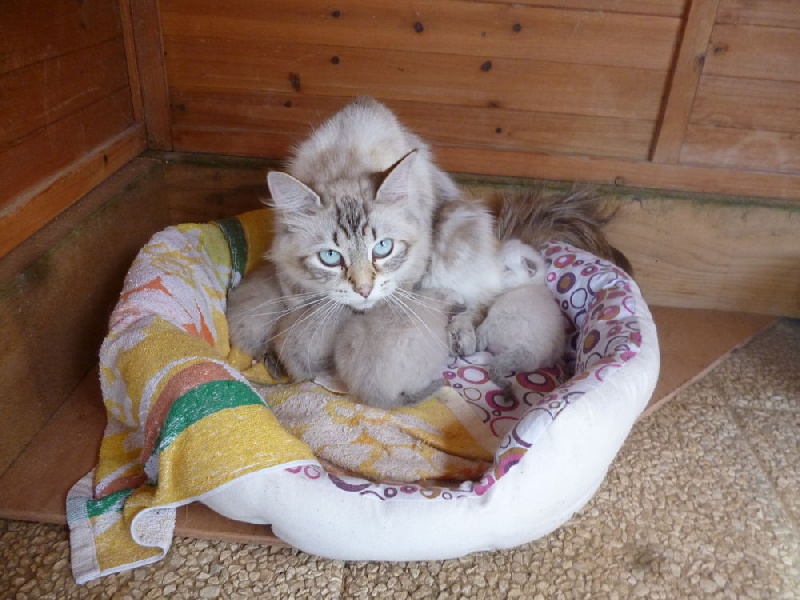 chaton Sibérien D'Odin