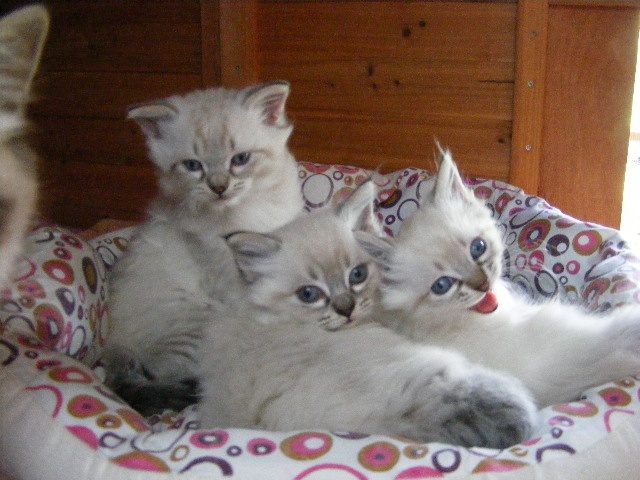 chaton Sibérien D'Odin