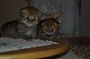 La Rivière De Jade - deux chatons né le 23 Septembre