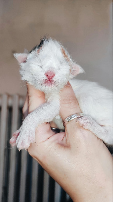 Devil's Shadow - Chaton disponible  - Maine Coon