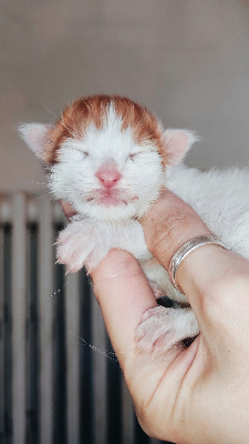 Devil's Shadow - Chaton disponible  - Maine Coon