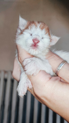 Devil's Shadow - Chaton disponible  - Maine Coon