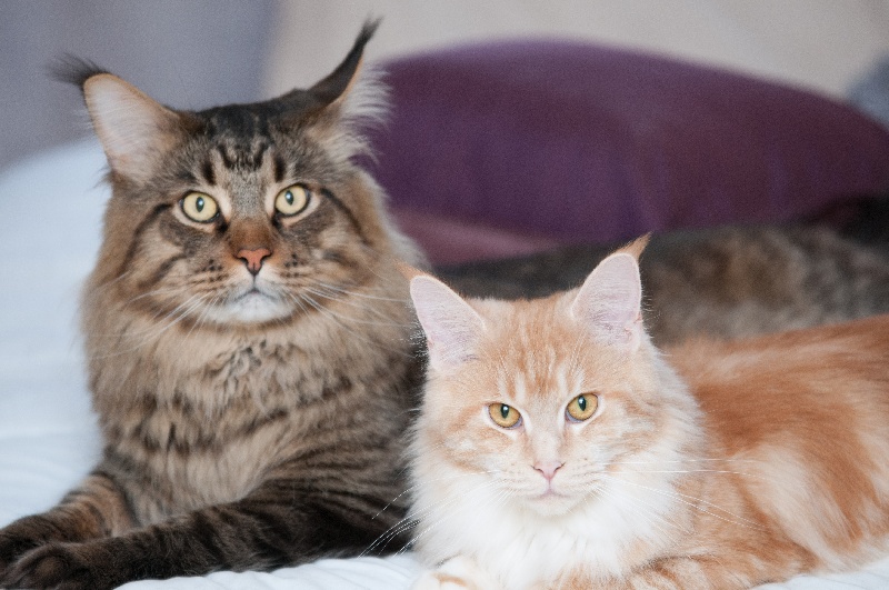 chaton Maine Coon De La Quinta Do Gato