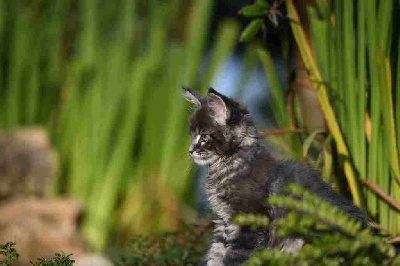 De La Quinta Do Gato - Maine Coon - Portée née le 26/05/2021