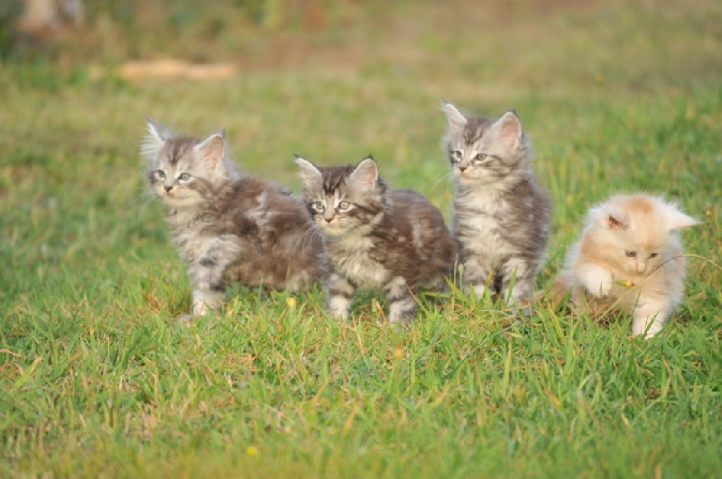 chaton Maine Coon De La Quinta Do Gato