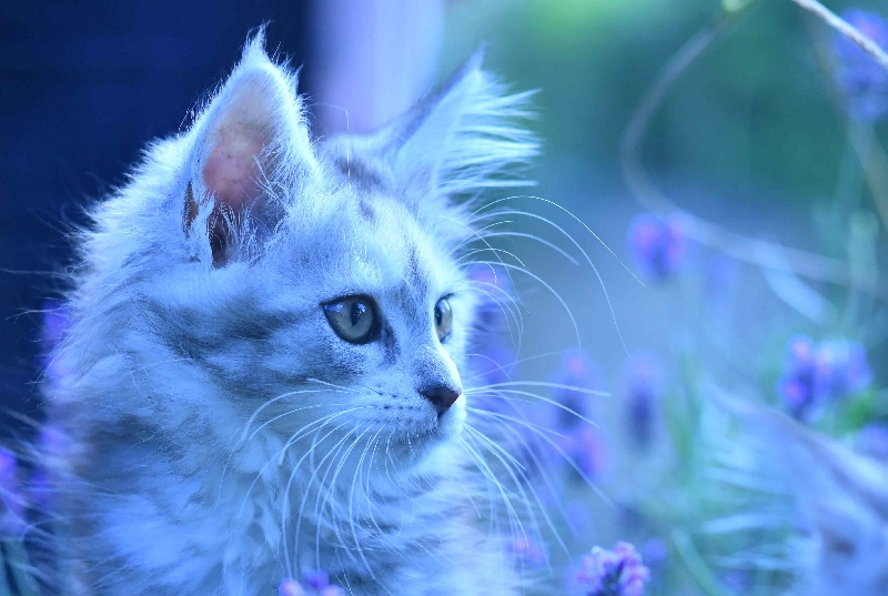 chaton Maine Coon De La Quinta Do Gato