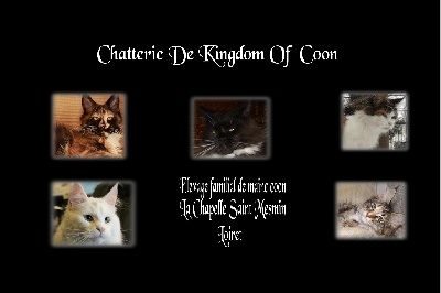 De Kingdom Of Coon - nouveau site 