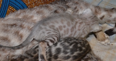 Des Trois Nornes - 8 chatons bengals nés le 20 avril 2013 ! 