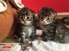 Darlatopolsky - 5 chatons sont nés le 13/05/18