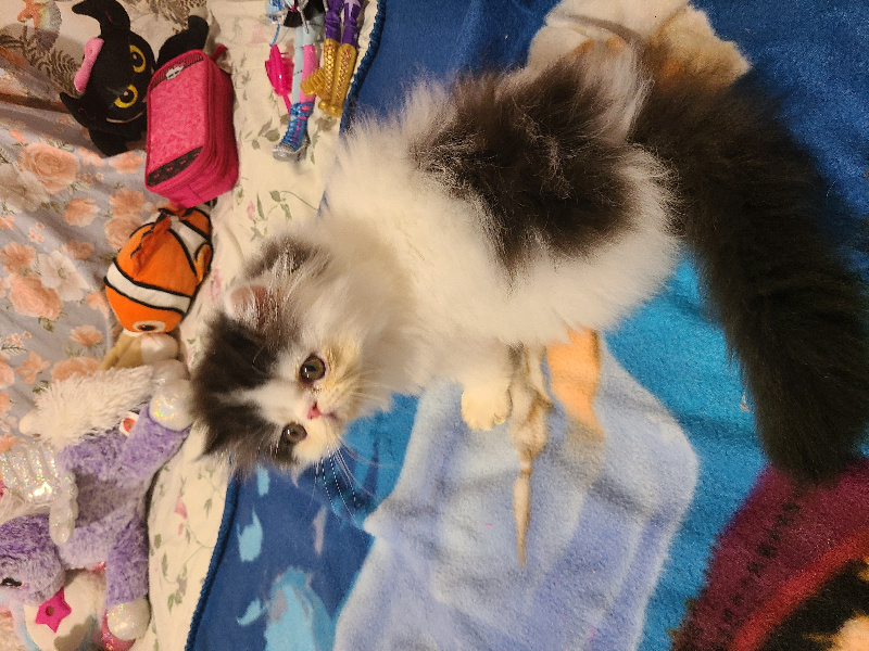 CHATON