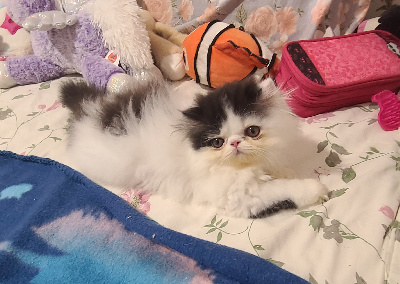 CHATON - Persan