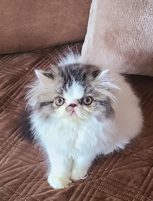 CHATON - Persan