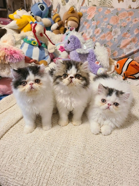CHATON - 