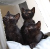 Thecatslove - Chatons Bombays