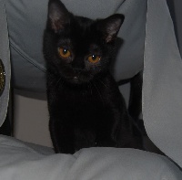 Thecatslove - Chaton disponible  - Bombay