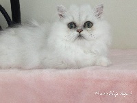Lady Angel's - Chaton disponible  - Persan